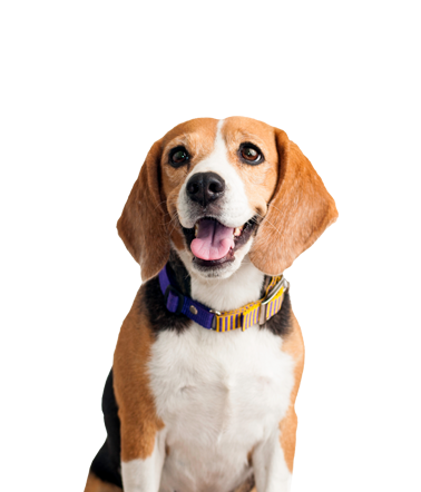 A Dog's Path Portfolio