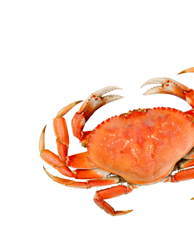 Anastasi Seafood Portfolio