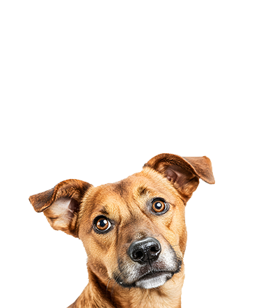 Gateway Animal Care Center Portfolio